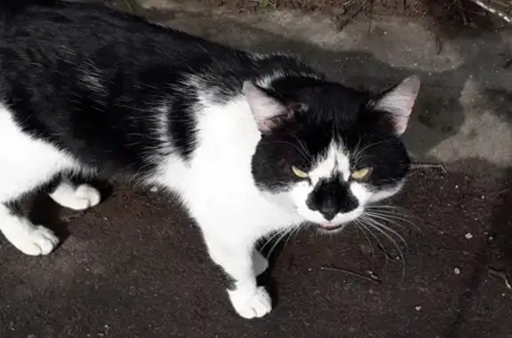 Chat noir/blanc perdu - Mondeville - photo