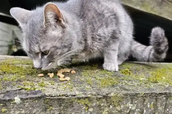 Chatte grise trouvée à Bonnières - photo
