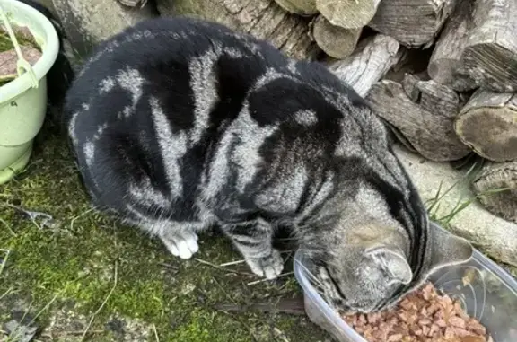 Chat tigré trouvé aux Molières - photo