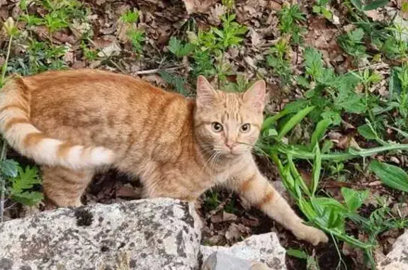 Animaux perdus , photo: Chat roux nommé Gaspar disparu