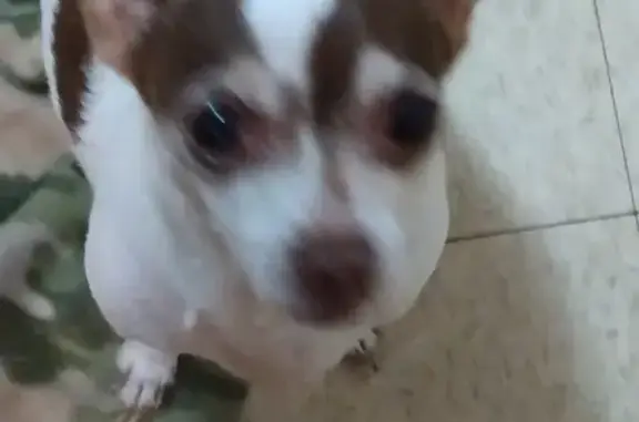Lost Senior Chihuahua: Callie - Help Find Her!