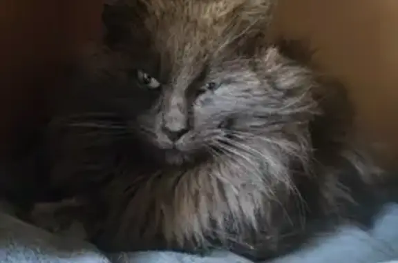 Chat gris blessé trouvé à La Martyre - photo