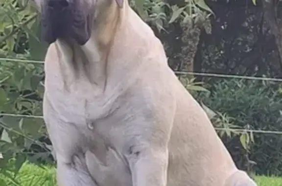 Chien perdu Ploudalmézeau, photo : Chien Fauve Volé à Ploudalmézeau