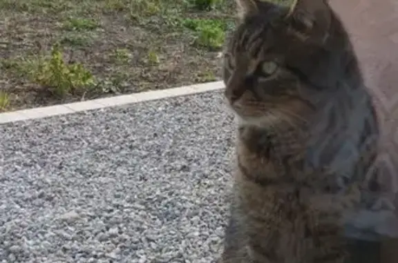 Chat tigré affectueux trouvé à Lezoux - photo