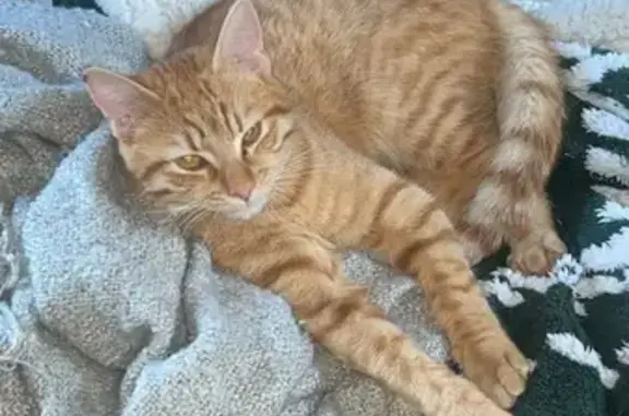 Chaton mâle roux trouvé à Pont-Évêque - photo