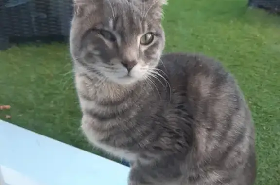 Chat trouvé Orval, photo: Chaton gris perdu - Rue de la Mairie