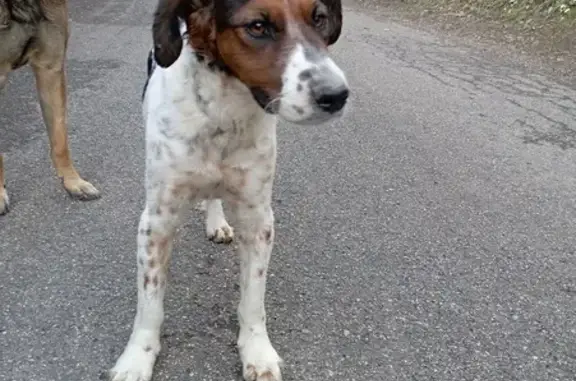 Chien perdu à Bresson retrouvé - photo