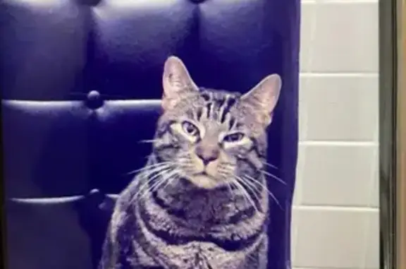 Animaux perdus , photo: Chat tigré perdu: Nouwnouw