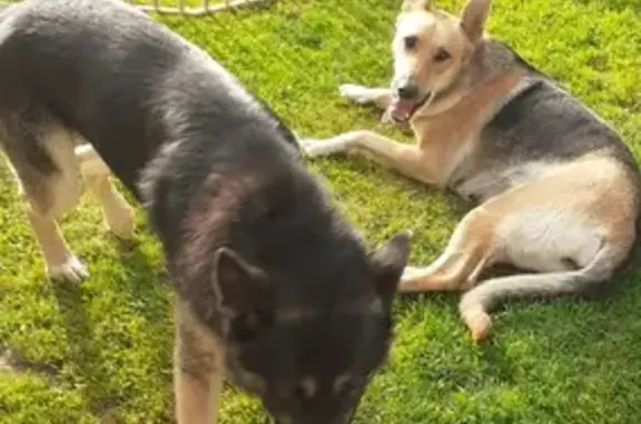 Chien perdu , photo : Alerte: 2 Bergers Allemands Perdus