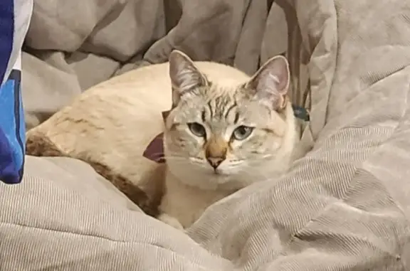 Lost Lynx Point Siamese - Help Find Pearl!