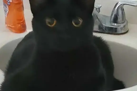 Lost Black Cat: Yellow Eyes, Notched Ear - Honolulu