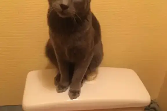 Chat perdu, Boulogne-sur-Mer, photo: Chat gris perdu, Boulogne-sur-Mer