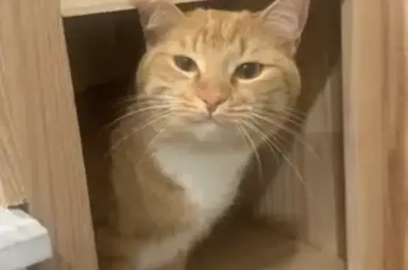 Lost and found pets , photo: Lost Friendly Orange Cat - East Main St, Buford!