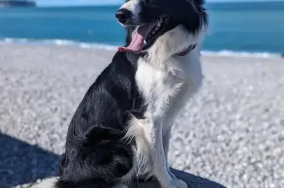 Animaux perdus , photo: Alerte: Border Collie perdu