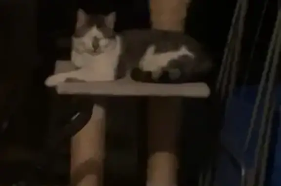 Chat blanc tigré affamé trouvé - photo
