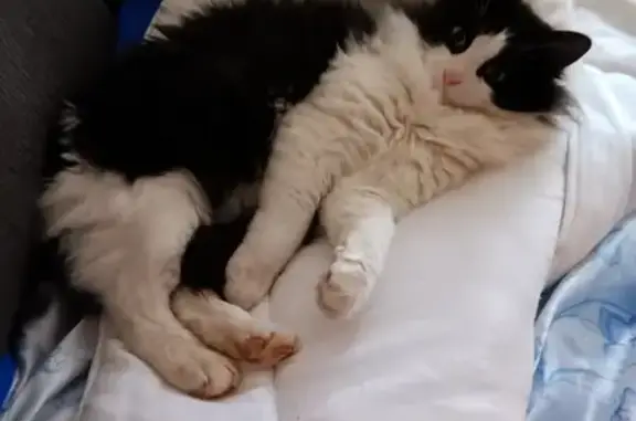 Chat perdu, , photo: Chat noir et blanc perdu - 10 mois
