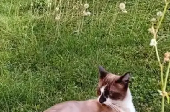 Chat perdu, Thizy-les-Bourgs, photo: Chat aux pattes blanches perdu