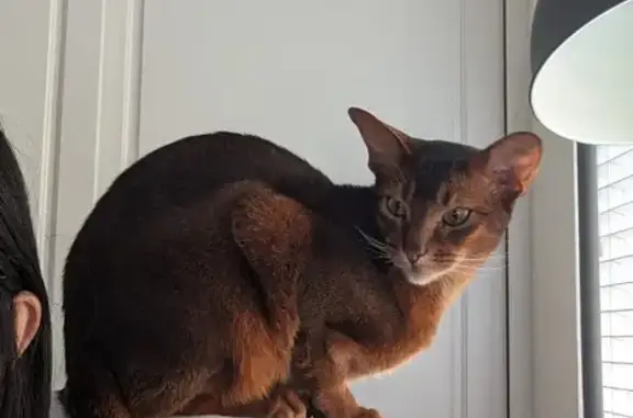 Lost Abyssinian Cat - Pengilly St, Lane Cove