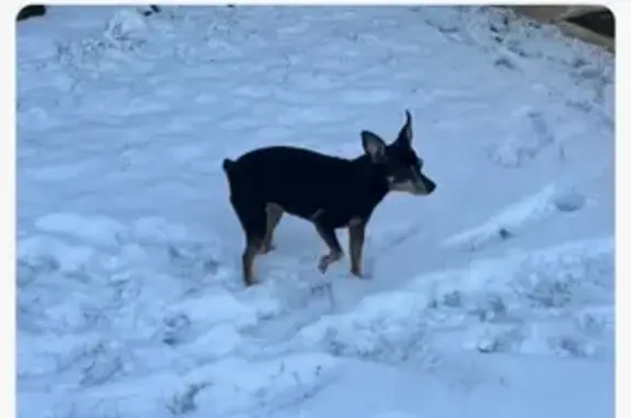 Animaux perdus Saint-Maximin, photo: Pinscher noir perdu le 06/03/24