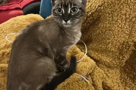 Animaux trouvés , photo: Chaton siamois trouvé à Hermival