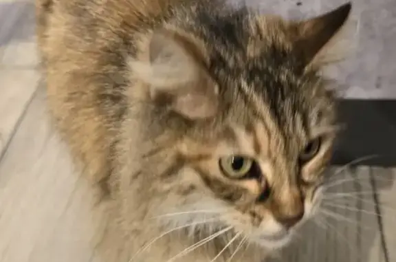Chatte écaille trouvée à Cherbourg - photo