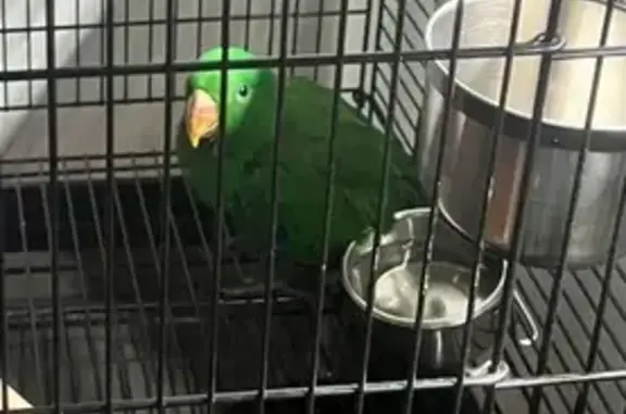 Missing Bird Alert: Help Find Baby Pablo!