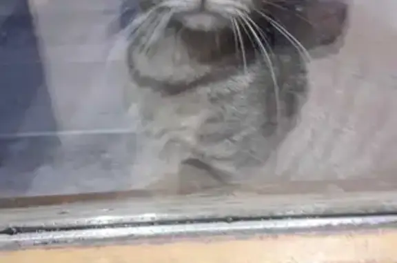 Chatonne affectueuse trouvée à Busigny - photo