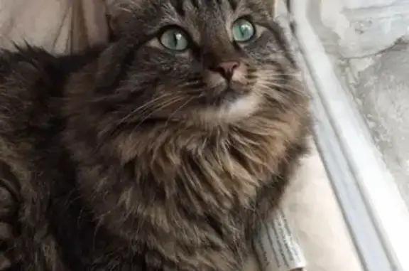 Animaux perdus , photo: Chat Angora Marron Perdu à Aubigny