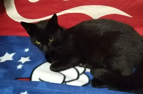 Chat trouvé Ussel, photo: Chat noir jeune trouvé à Ussel