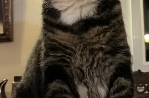 Animaux perdus Ajaccio, photo: Chat Jazz tigré perdu à Ajaccio
