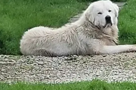 Animaux trouvés , photo: Chien perdu à Chéronvilliers