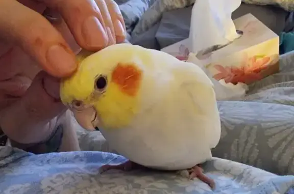 Found: Koki the Cockatiel on Vicar St!