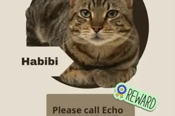 Help Find Habibi: Lost Tabby in Kew!