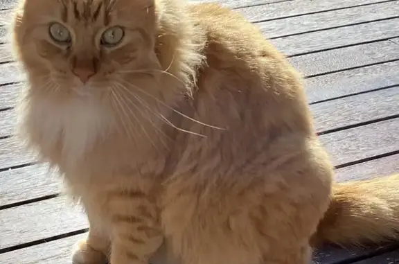 Lost Ginger Cat Loki: White-Pawed & Sweet!