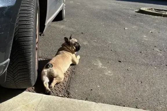 Animaux perdus Mont-de-Marsan, photo: Bouledogue fauve perdu à St-Médard