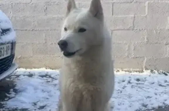 Animaux perdus , photo: Alerte: Husky Nouna disparue