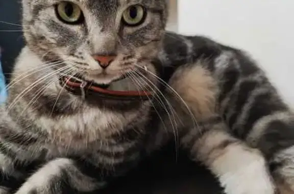 Animaux perdus Montreuil, photo: Chat tigré perdu près lycée Montreuil