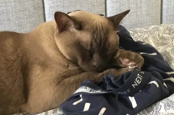 Missing cat , photo: Lost Burmese Cat - Help Find Our Boy!