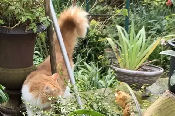 Chaton roux perdu, Cherbourg - photo
