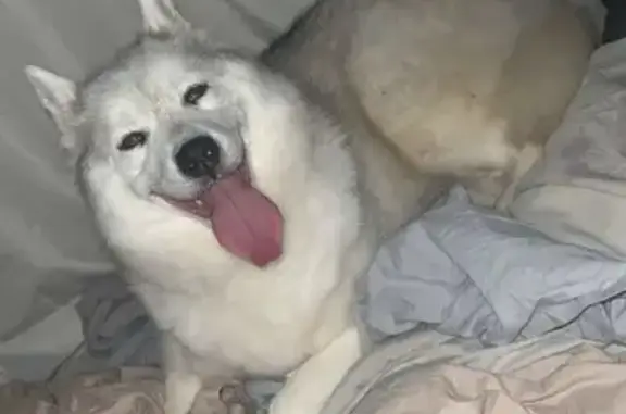 Husky blanc/gris trouvé à Roubaix - photo