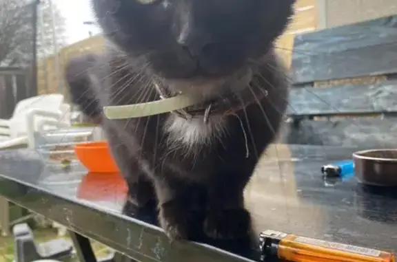 Chatte noire trouvée à Grand-Charmont - photo