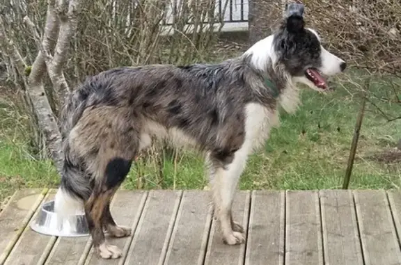 Chien joueur trouvé au Lac, Saint-Paulien - photo