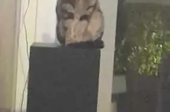 Animaux perdus Pradines, photo: Chatte tabby brune perdue à Pradines