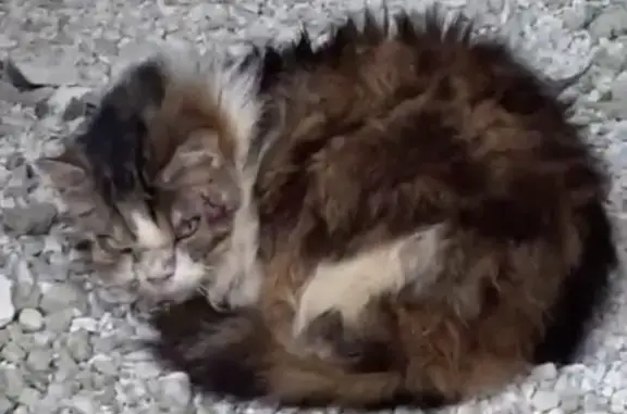 Chat malade refugié chez moi - photo
