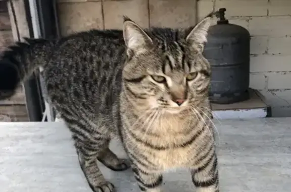 Chat docile trouvé à Castres - photo