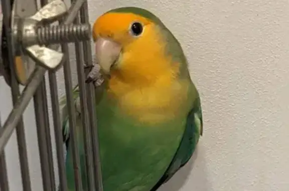 Missing! Orange-Faced Lovebird - Help Find Her!