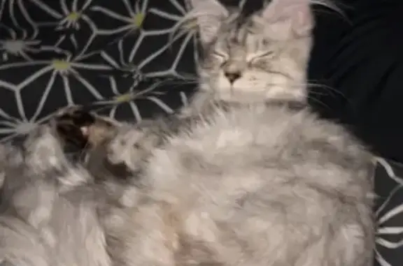 Animaux perdus Tarbes, photo: Chaton perdu à Tarbes - Urgent!
