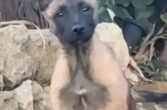 Animaux perdus Istres, photo: Chiot Malinois perdu à Istres