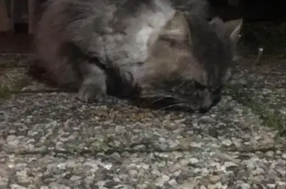 Chat gris blessé et câlin trouvé - photo