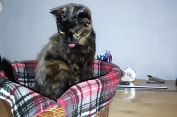 Chat perdu, , photo: Chatte écaille de tortue perdue